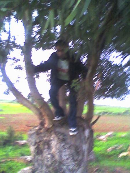 el vampiro de los arboles